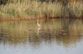 30.9.2012 Saline di Priolo (81)